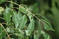 Sclerocarya birrea